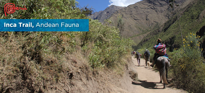 andean fauna inca trail